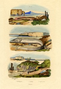 शोर क्लिंगफ़िश, 1833-39 द्वारा फ्रेंच स्कूल