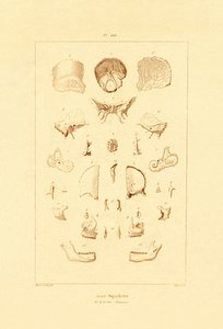कंकाल, 1833-39 द्वारा फ्रेंच स्कूल