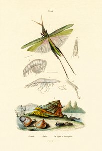 तिरछा सामना करना पड़ा ग्रासहॉपर, 1833-39 द्वारा फ्रेंच स्कूल