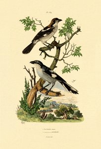 दक्षिणी ग्रे श्रीके, 1833-39 द्वारा फ्रेंच स्कूल