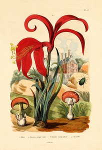 धारीदार पिस्सू बीटल, 1833-39 द्वारा फ्रेंच स्कूल