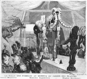 पेरिस में प्राकृतिक इतिहास संग्रहालय में जीवाश्म कमरा, c.1880 द्वारा फ्रेंच स्कूल