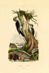 तीन-पैर की कठफोड़वा, 1833-39 द्वारा फ्रेंच स्कूल