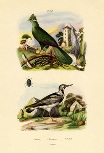 तुरको, 1833-39 द्वारा फ्रेंच स्कूल
