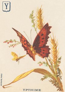 Y: Ypthime (अपतुरा इलिया या लेसर मार्स चेंजिंग) द्वारा फ्रेंच स्कूल