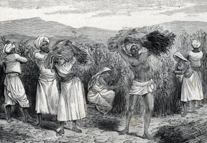 पेरू में आम स्मिलैक्स या सरसापैरिल या रफ बाइंडवीड हार्वेस्टिंग (उत्कीर्णन) 1888 द्वारा फ्रेंच स्कूल