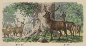 परती हिरण, लाल हिरण (रंगीन उत्कीर्णन) द्वारा फ्रेडरिक स्पार्ट