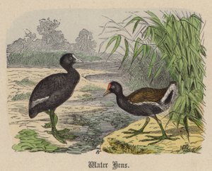 जल मुर्गियाँ (रंगीन उत्कीर्णन)