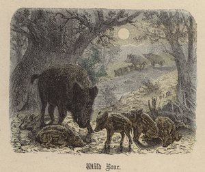 जंगली सूअर (रंगीन उत्कीर्णन) द्वारा फ्रेडरिक स्पार्ट