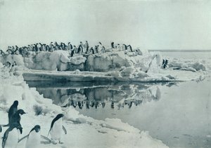 आइस-फुट पर पेंगुइन, c1911, 1913
