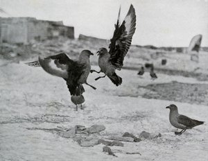 कुछ ब्लबर, 1911, 1913 में स्कुआ गल्स फाइटिंग