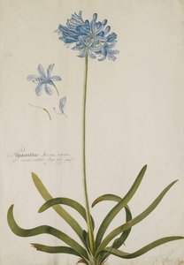 Agapanthus, द्वारा जॉर्ज डायोनिसियस एह्रेत
