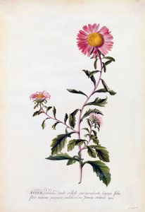 एस्टर, सी। 1743 हाथ के रंग का उत्कीर्णन।