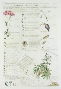 फूलों के पात्र, 'प्लांटे एट पैपिलिओनेस रारियोरेस' से, 1748-59 में प्रकाशित (हाथ के रंग का प्रिंट) द्वारा जॉर्ज डायोनिसियस एह्रेत
