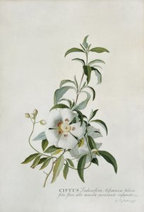 सिस्टस, 1747