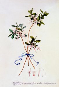 सिस्टस वर्जिनियाना, सी। 1743 हाथ के रंग का उत्कीर्णन। द्वारा "जॉर्ज डायोनिसियस एह्रेत