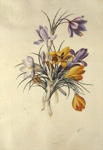 Crocus द्वारा जॉर्ज डायोनिसियस एह्रेत