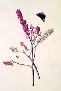 तितली के साथ डाफ्ने मेज़ेरियम, c. 1740 हाथ से रंगी हुई नक्काशी। द्वारा "जॉर्ज डायोनिसियस एह्रेत