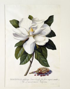 मैगनोलिया ग्रैंडिफ्लोरा, c.1743 (हाथ से सजी रंग की नक्काशी)