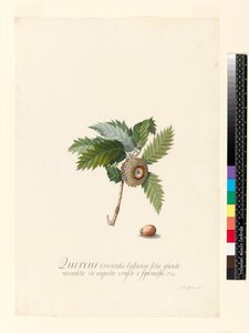 क्वेरकस ओरिएंटलिस, 1742 (डब्ल्यूसी और बॉडीकोलर वेल्लम पर)