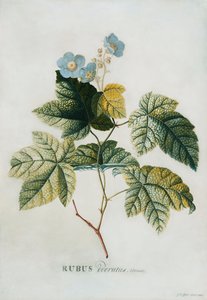 रूबस, 1744