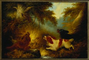 Spaniels एक तीतर डाल