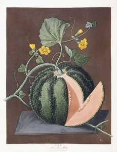 सिल्वर रॉक मेलन, 1812