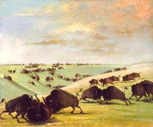 बफ़ेलो बुल्स फाइटिंग इन रनिंग सीज़न, अपर मिसौरी, 1837-1839। द्वारा जॉर्ज कैटलिन