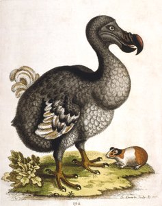 डोडो और गिनी पिग, 1750