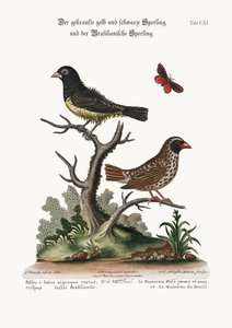 द ब्लैक एंड येलो फ्रिज़ल्ड स्पैरो, और ब्रासीलियन स्पैरो, 1749-73