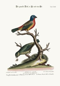 द पेंटेड फिंच, कॉक एंड हेन, 1749-73