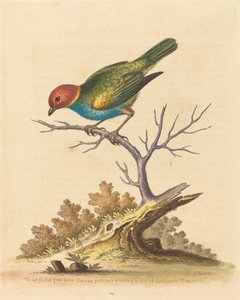 सूरीनाम से रेड-हेडेड फिंच, 1741। द्वारा जॉर्ज एडवर्ड्स