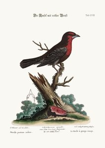 रेड-ब्रेस्टेड ब्लैक-बर्ड, 1749-73