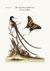 लंबे पूंछ वाले काले-कैप वाले हमिंगबर्ड, 1749-73