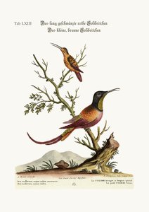 लंबे समय से पूंछ वाले लाल हमिंगबर्ड। थोड़ा भूरा हमिंगबर्ड, 1749-73
