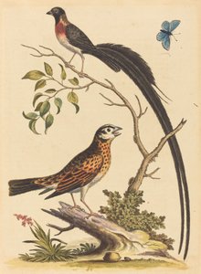 टू बर्ड्स, वन विथ वेरी लॉन्ग टेलफ़ेदर एंड ब्लू बटरफ्लाई, 1745 प्रकाशित। द्वारा जॉर्ज एडवर्ड्स