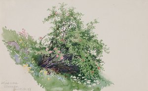 वाइल्ड रोज़, वॉश, 1898।