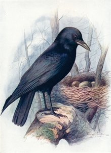 कैरियन-क्रो - कोरवस कोरोन, सी १ ९ १०, १ ९ १० द्वारा जॉर्ज जेम्स रंकिन
