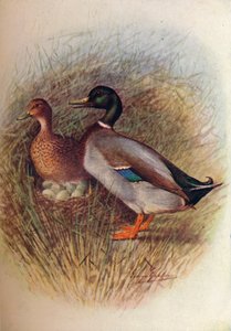 मलार्ड या वाइल्ड-डक - अनस बोस्कस, c1910, 1910