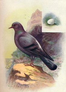 रॉक-कबूतर - कोलंबा लिविया, c1910, 1910 द्वारा जॉर्ज जेम्स रंकिन