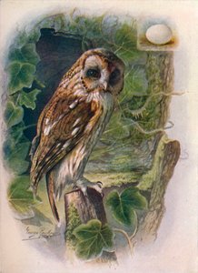 टैनी या ब्राउन उल्लू - सिरनियम अलुको, सी 1910, 1910