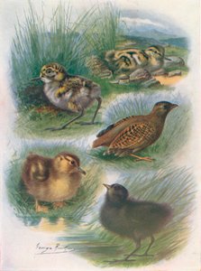 Nidifugous Nestlings के प्रकार, c1910, 1910