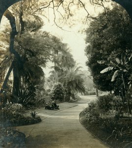 क्वींस पार्क, ब्रिस्बेन, ऑस्ट्रेलिया में मार्ग, c1909। द्वारा जॉर्ज रोज़