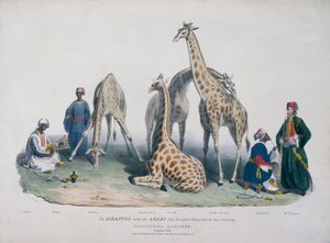 जूलॉजिकल गार्डन, रीजेंट्स पार्क, मैरीलेबोन, लंदन, 1836