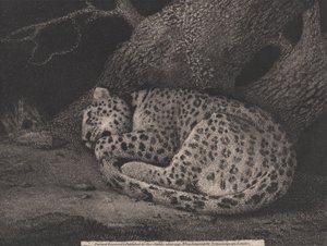 एक स्लीपिंग तेंदुआ, जिसे कलाकार ने उकेरा। 1791 (नक़्क़ाशी) द्वारा जॉर्ज स्टब्स