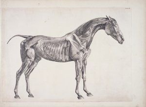 द एनाटॉमी ऑफ़ द हॉर्स से प्लेट, c.1766 द्वारा जॉर्ज स्टब्स