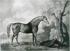 जॉर्ज स्टब्स के बाद ब्राउन हॉर्स मास्क, 1773 (मेजोटोटिन)