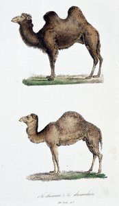 ऊंट और एक ड्रोमेडरी (रंगीन लिथो)