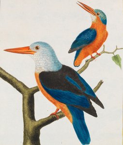 प्राकृतिक इतिहास - विज्ञान। पक्षी। प्रबुद्ध प्लेटें, 1766-1782। द्वारा जॉर्जेस लुई लेक्लर डी बफ़ोन