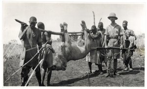 बहार अल ग़ज़ल में शेर, अम दफोक, 1925 (जिलेटिन सिल्वर प्रिंट) द्वारा जॉर्जेस मैरी हैर्ड